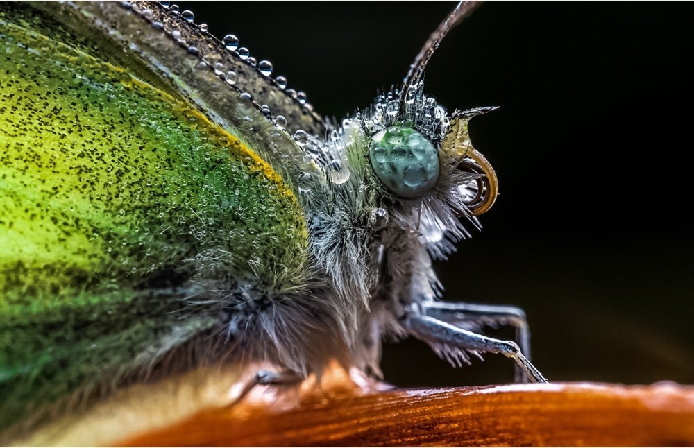 Об'єктив Laowa 65mm f/2.8 2X Ultra-Macro APO Canon EF-M